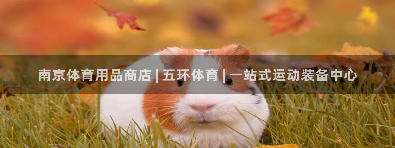 欧陆娱乐怎么注册会员账号：南京体育用品商店 | 五环