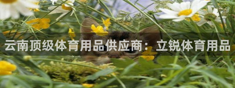 欧陆娱乐官方网站首页：云南顶级体育用品供应商：立锐体