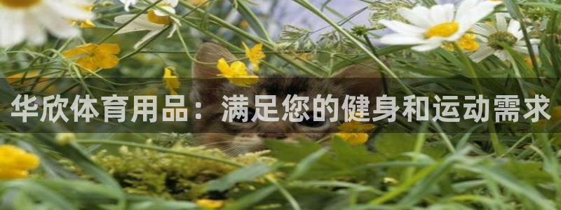 欧陆娱乐不让提现吗：华欣体育用品：满足您的健身和运动